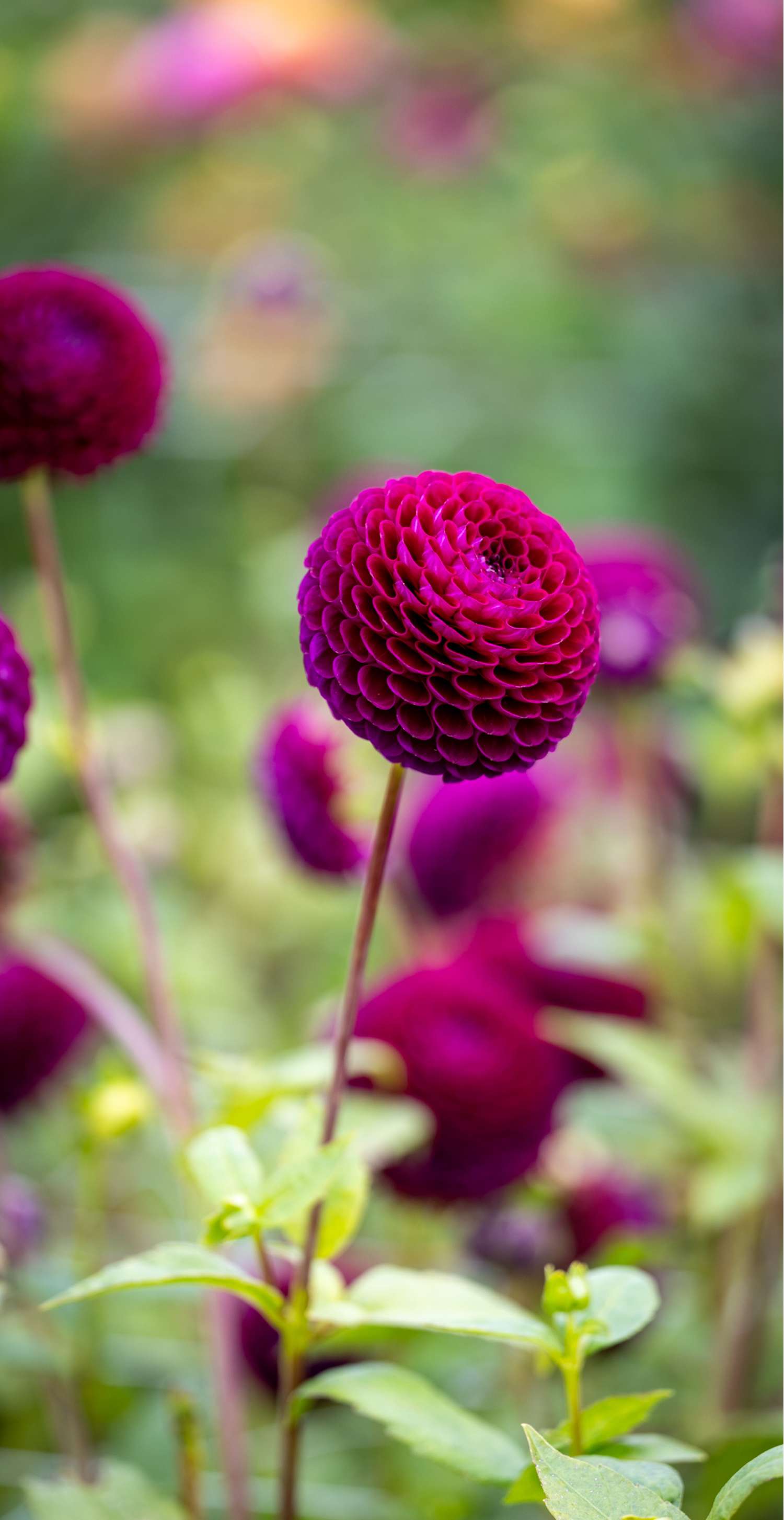 Dahlia 'Downham Royal'